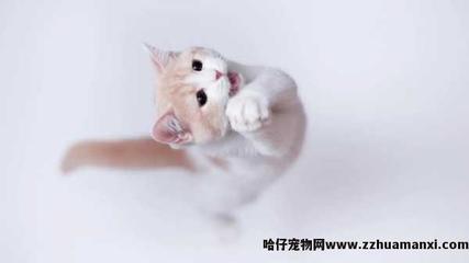 一岁的猫多重