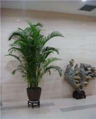 武汉绿植花卉租赁