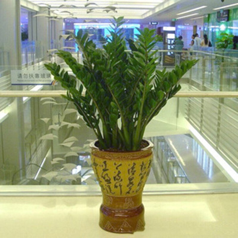 室内盆栽花卉大全