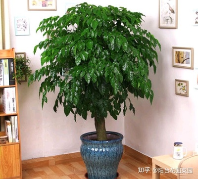 客厅放什么植物最好风水