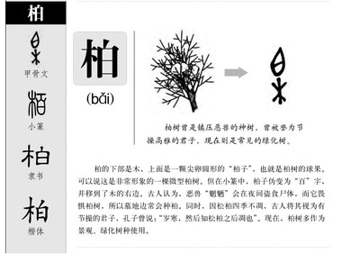 柏五行属什么