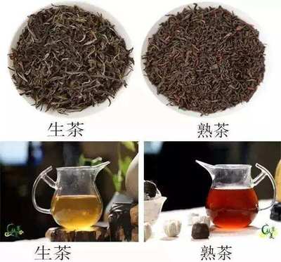 生茶和熟茶的区别功效