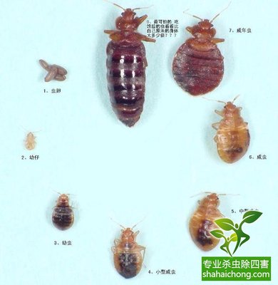地板虫怎么彻底消灭