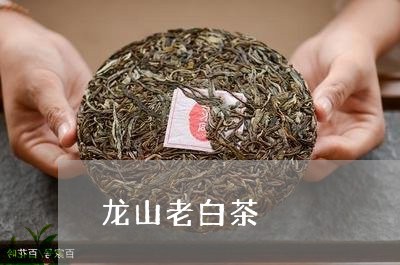 老白茶是什么茶