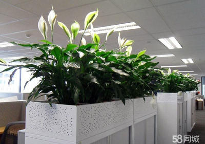 办公室绿植盆栽租摆