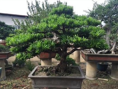 门口种什么树对风水好