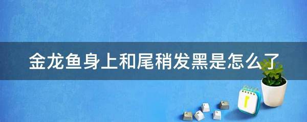 紅龍魚(yú)品牌排行第幾名（紅龍魚(yú)品牌排行第幾名了）