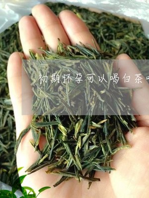 怀孕能喝白茶吗