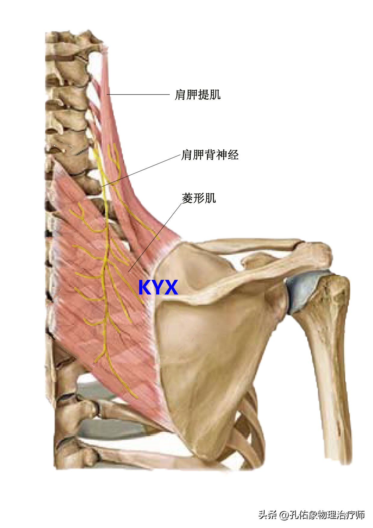 肩胛骨错位怎么治疗