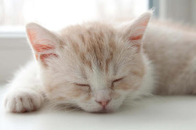 做梦梦到猫生小猫