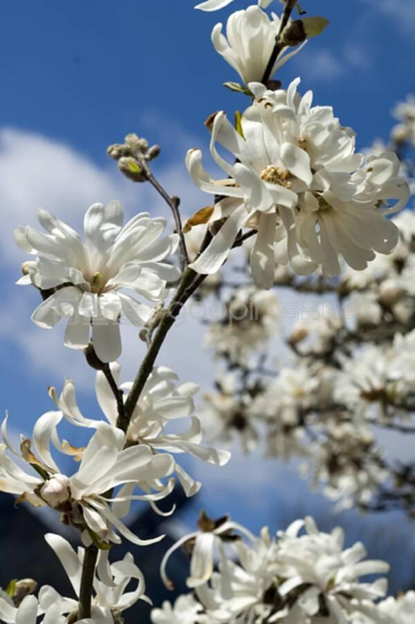 木兰花_木兰花素材_木兰花模板_图查查