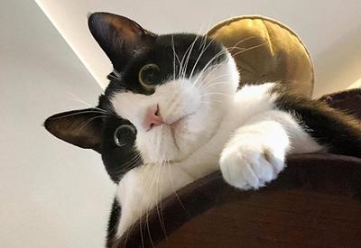 猫咪吉利又好听的名字