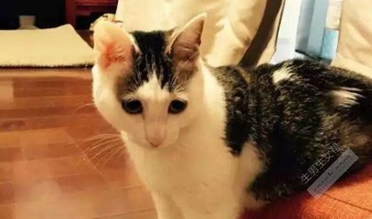 为什么养猫不容易怀孕
