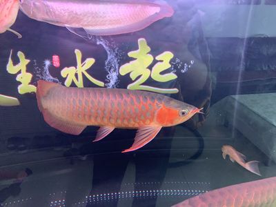 紅龍魚眼睛往里凹了一塊怎么回事圖片大全（紅龍魚眼睛往里凹了一塊怎么回事圖片大全）