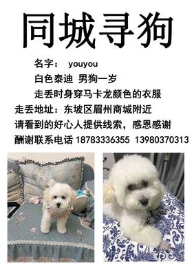 男狗取什么名字好听
