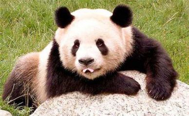 大熊猫贪玩的作文怎么写