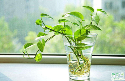 那些植物去甲醛