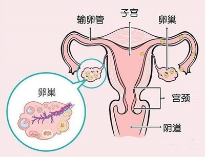 排卵期卵泡多大容易怀孕