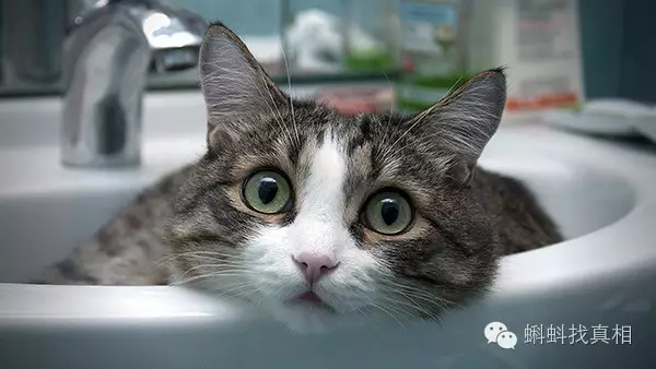 怀孕的猫咪可以洗澡吗