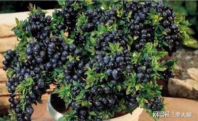 南方阳台种什么果树好