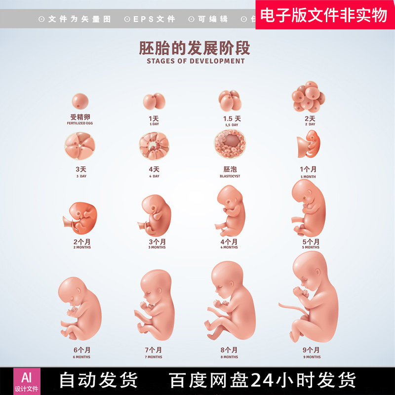 胎儿发育过程