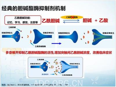 胆碱的功效与作用