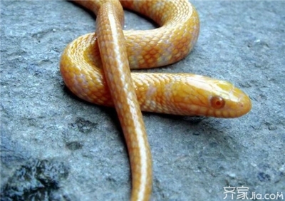 周公解梦 被蛇咬