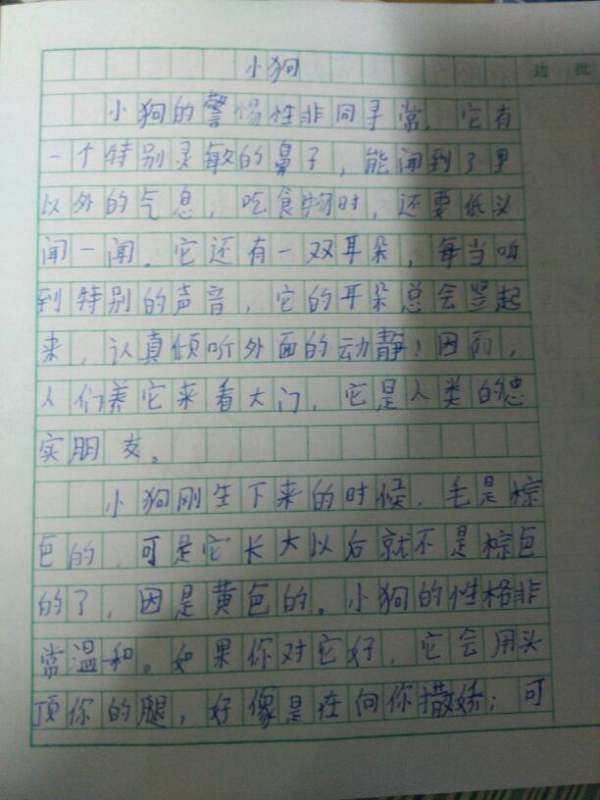 我印象中的小狗500字作文怎么写