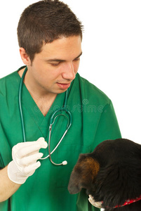 狗可以吃避孕药避孕吗?狗吃避孕药有用吗