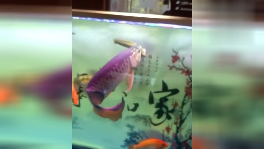 陽泉哪有做魚缸的店鋪賣（陽泉哪有做魚缸的店鋪賣）