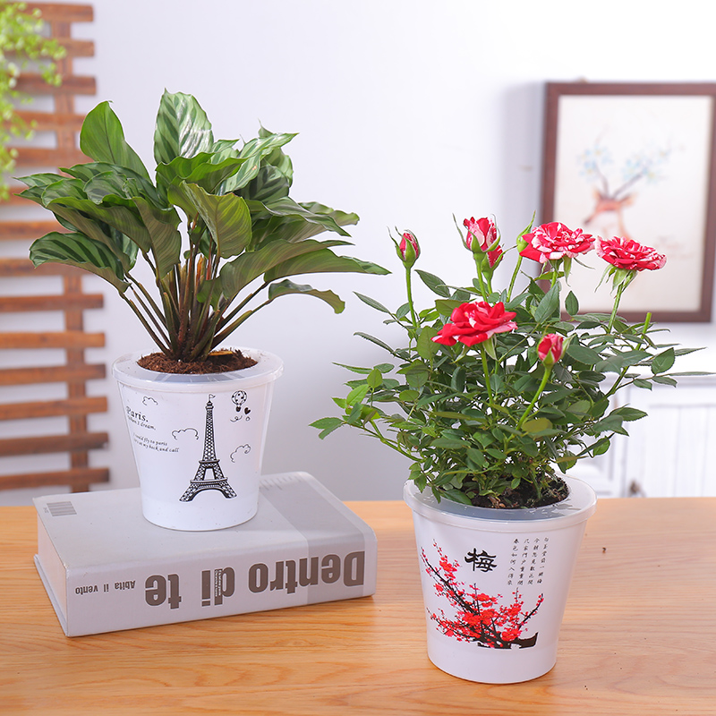 室内花草植物