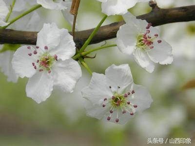 春暖花开的寓意是什么
