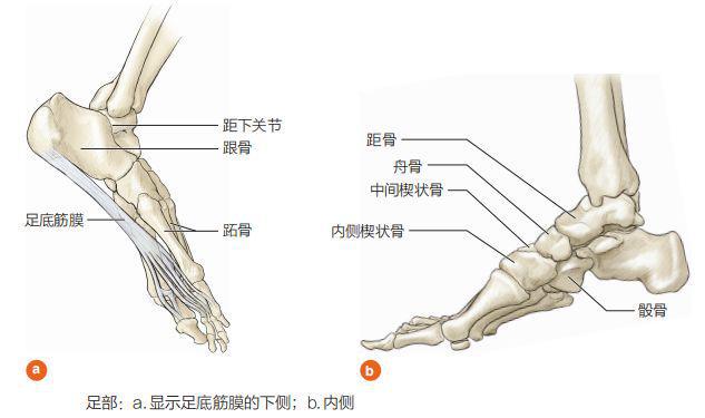 脚底内侧疼是怎么回事