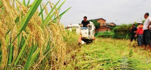 孕妇梦见收稻谷