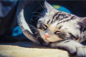 梦见猫咬别人