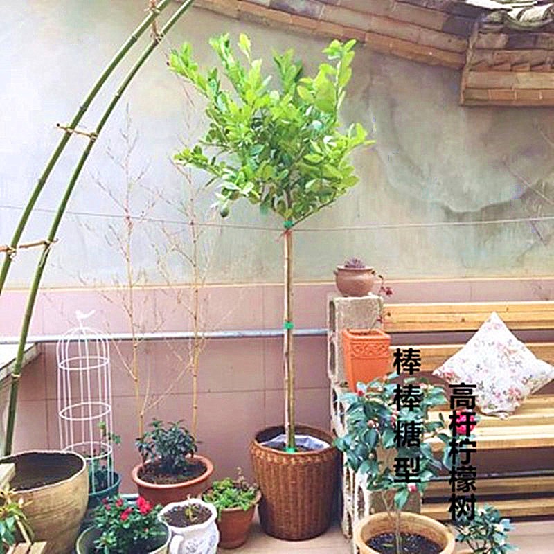阳台适合种什么植物