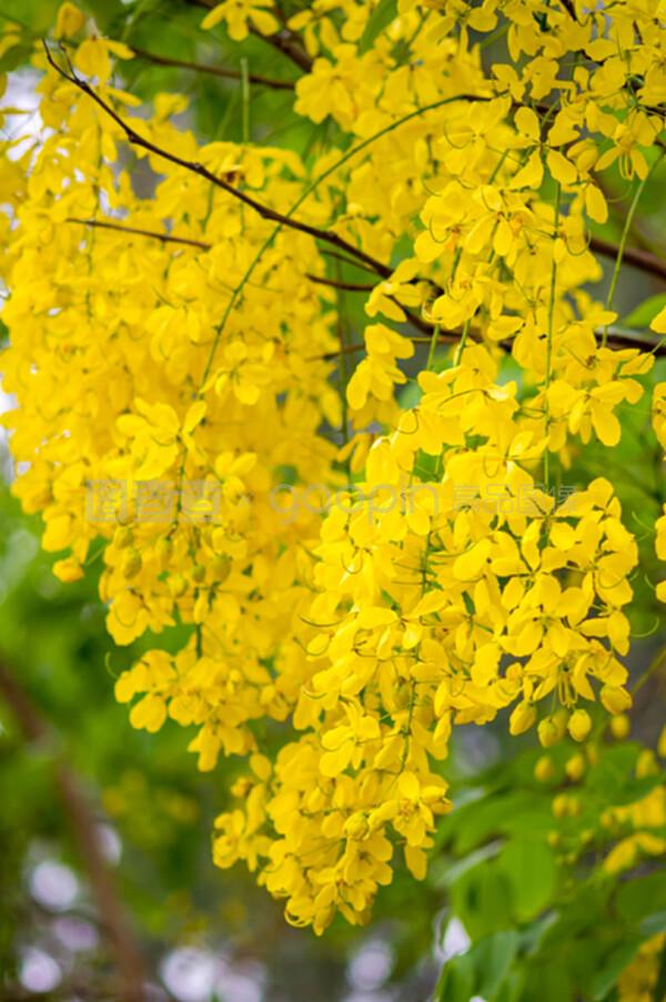 桂花树_桂花树素材_桂花树模板_图查查