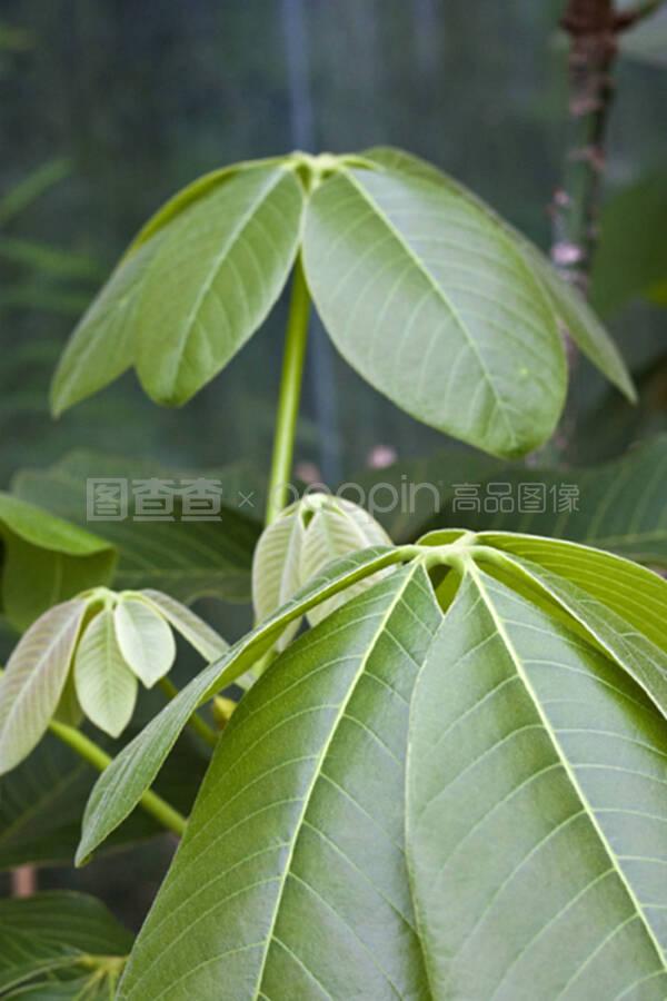 叶修_叶修素材_叶修模板_图查查