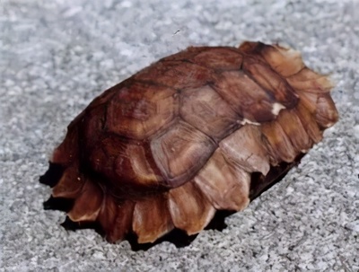 乌龟名称