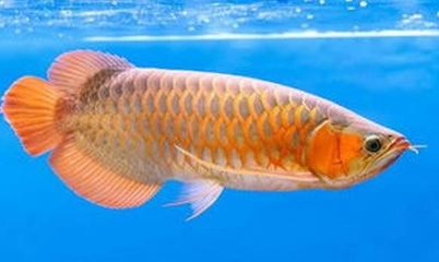 龍魚(yú)為什么膽子?。堲~(yú)為什么膽子小的原因）