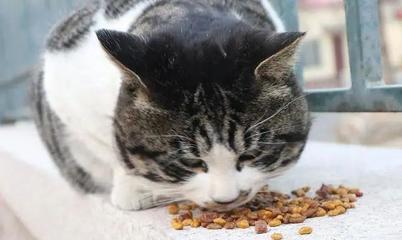 猫咪吃猫粮便秘怎么办
