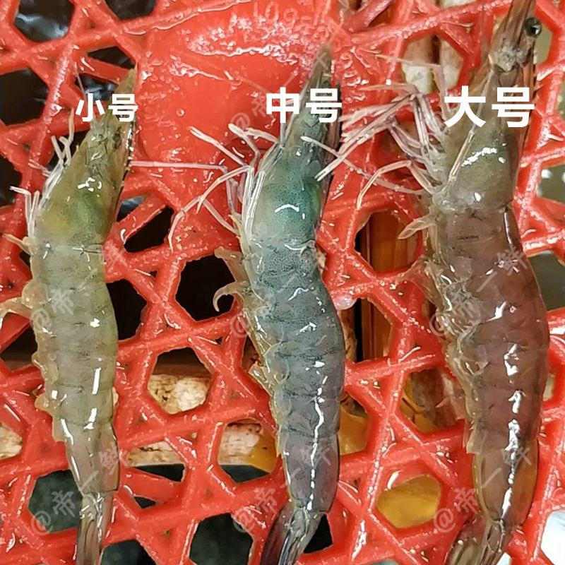 海白虾是海虾吗