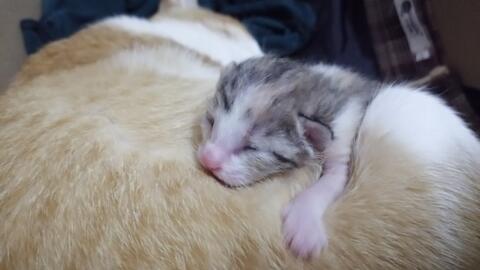 孕妇梦见养猫