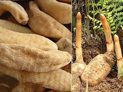 孕妇能吃天麻吗