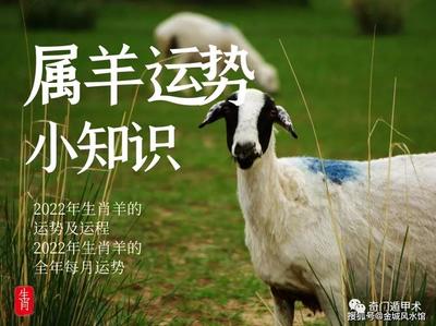 属羊人今年运气如何