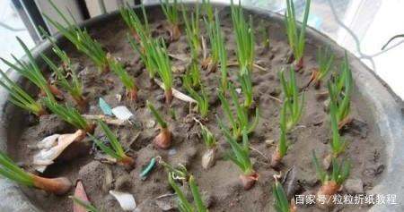 阳台种葱怎么自制肥料