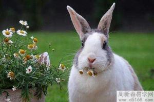 属兔今年桃花运如何