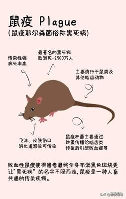 黑死病与鼠疫的区别