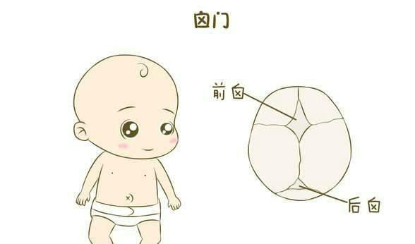 宝宝卤门在什么位置