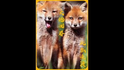狐狸是什么生肖